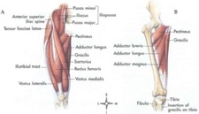 Vastus Lateralis Kası Vastus Lateralis Kası